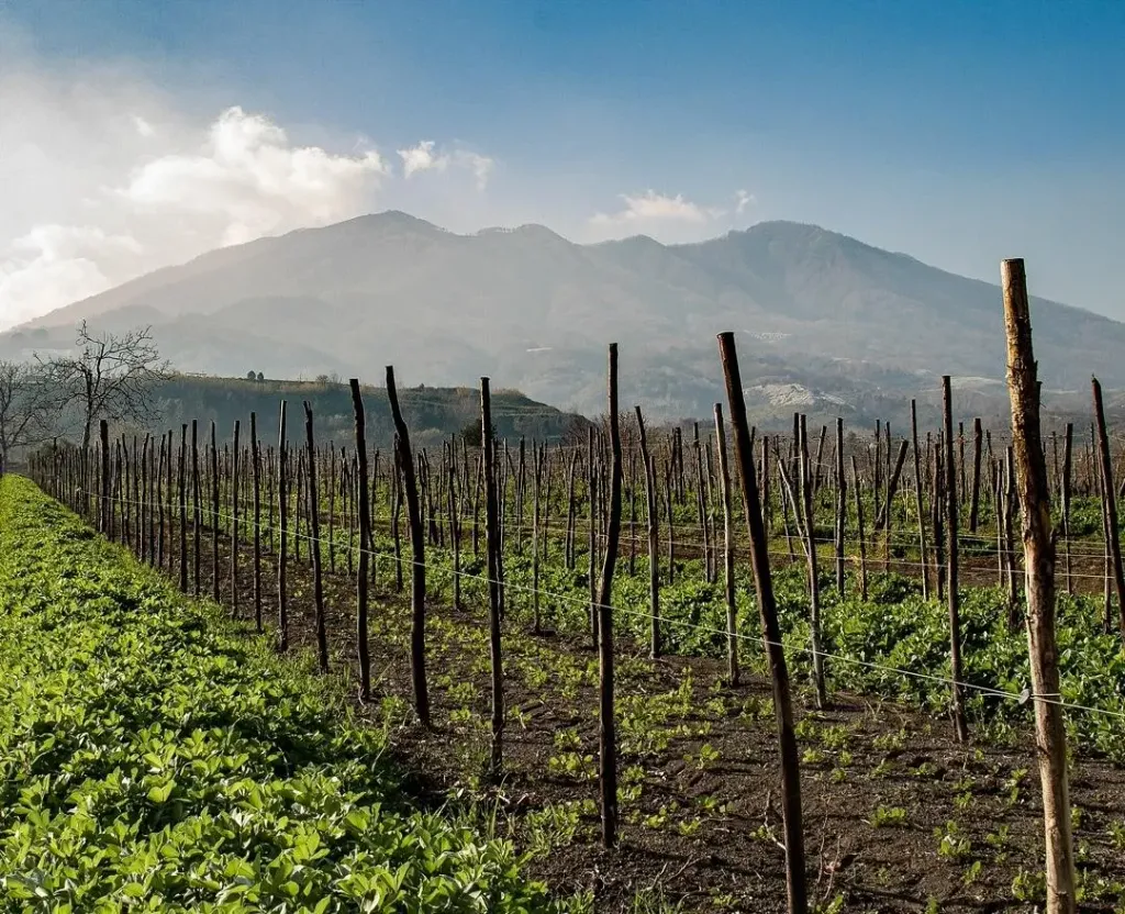 Campania Now Confidently At The Heart Of Italy’s Viticultural Excitement