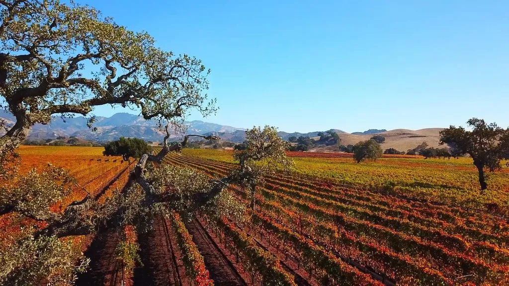 The Best Wine Tourism Spots in the Santa Ynez Valley