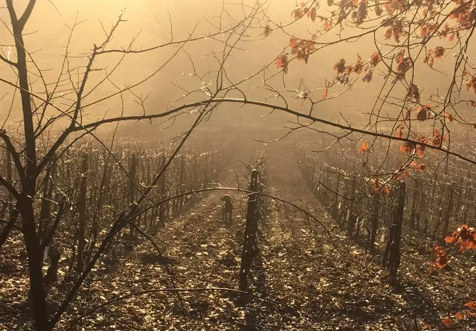 💯 New scores and tasting notes for Nizza DOCG