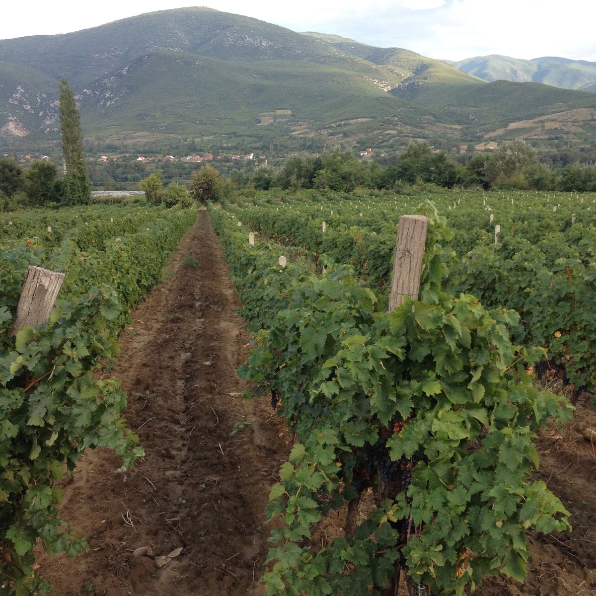 2014: A tough vintage in Macedonia