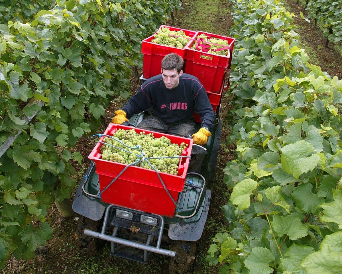 Interview: Paul Caputo speaks to Sam Lindo, winemaker at Cornwall's Camel Valley