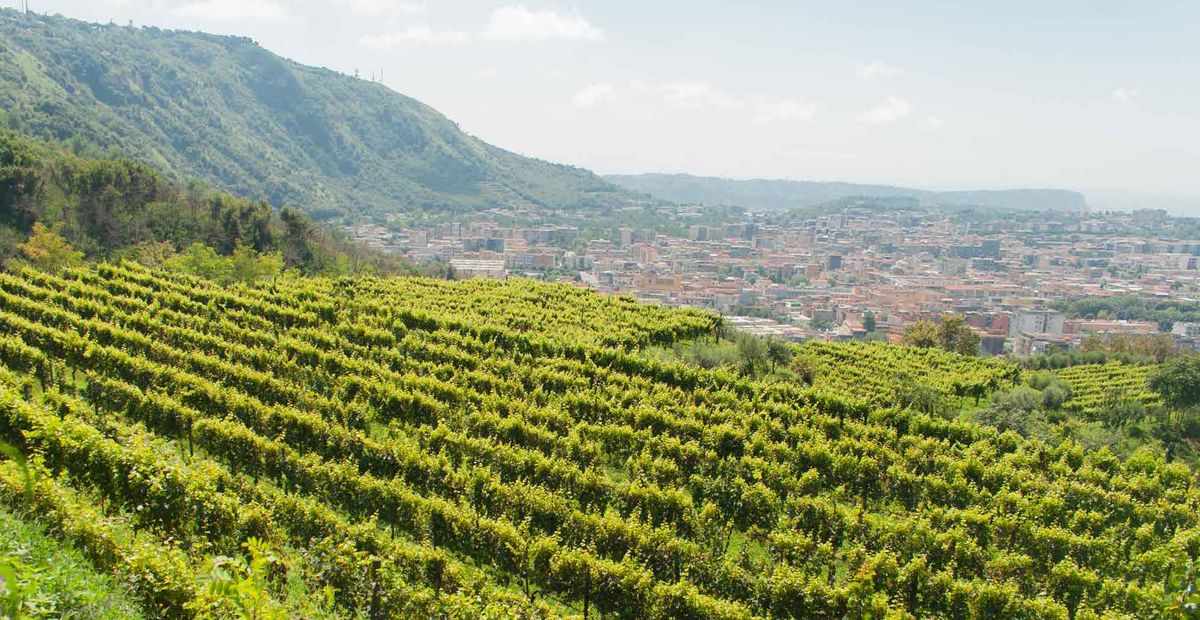 Buying Guide: Campi Flegrei DOC (Campania, Italy)