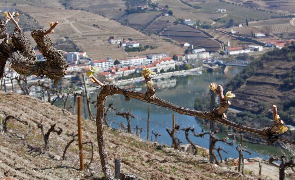 Producer Guide: Quinta do Sagrado (Douro, Portugal)