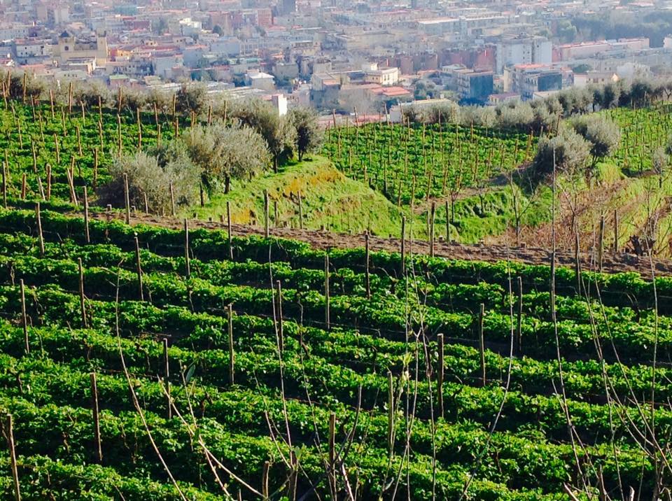 Appellation Guide: Campi Flegrei DOC (Campania, Italy)