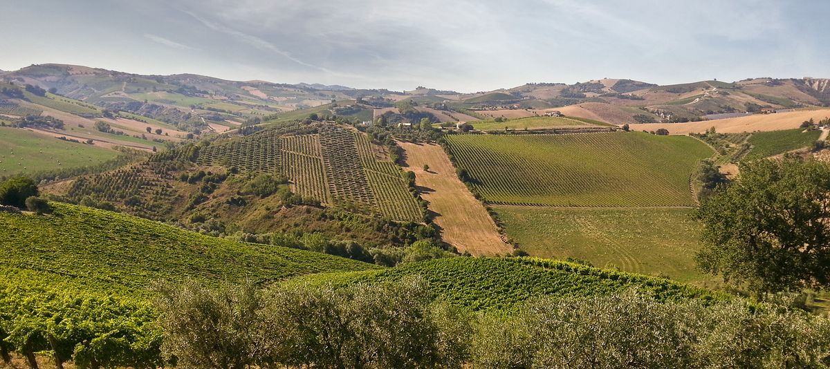 Appellation Guide: Offida DOCG (Le Marche, Italy)