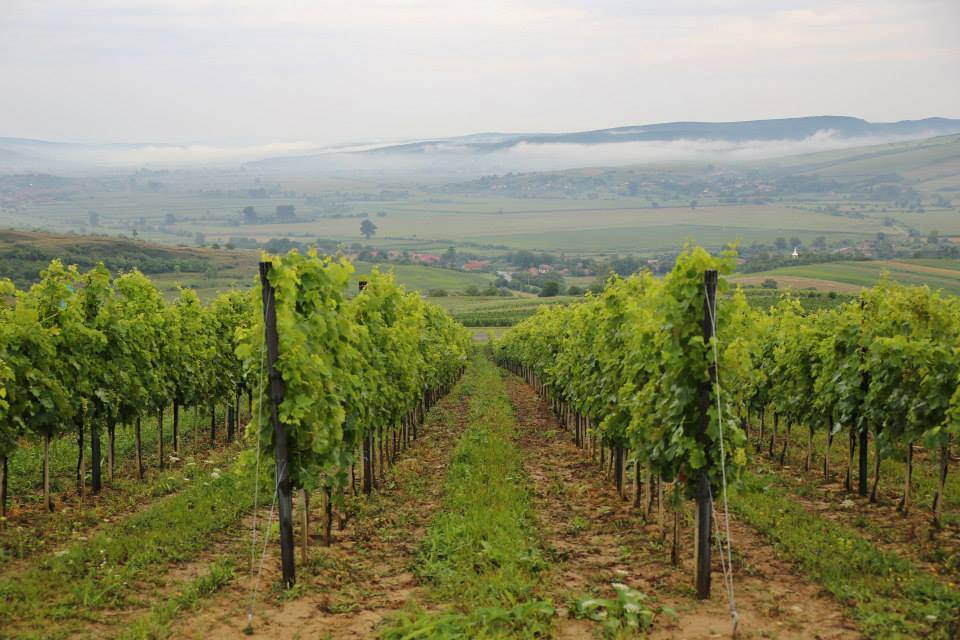 Appellation Guide: Târnave DOC (Transylvania, Romania)