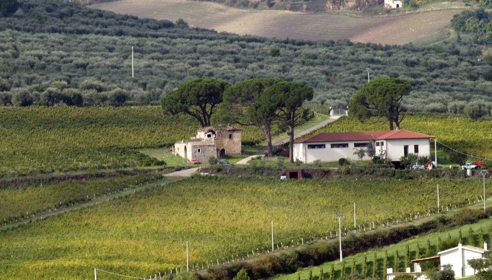 Producer Guide: Casa Vinicola d'Angelo (Basilicata, Italy)