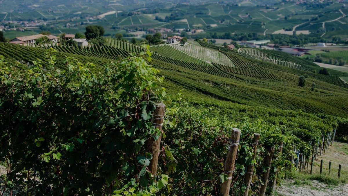 Producer Guide: Cantina Roberto Voerzio (Piedmont, Italy)