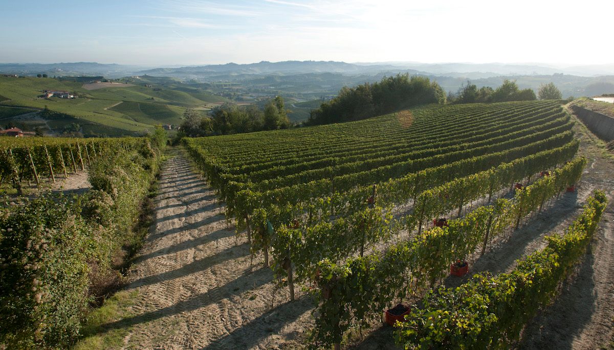 Producer Guide: Azienda Agricola Viberti Giovanni (Piedmont, Italy)