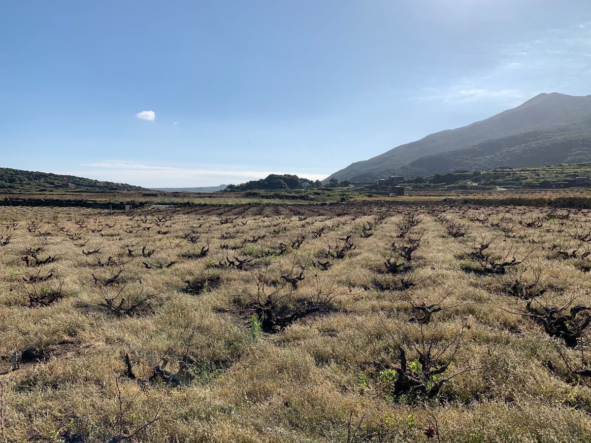 📝 Pantelleria: Sweet Wines of the Black Pearl