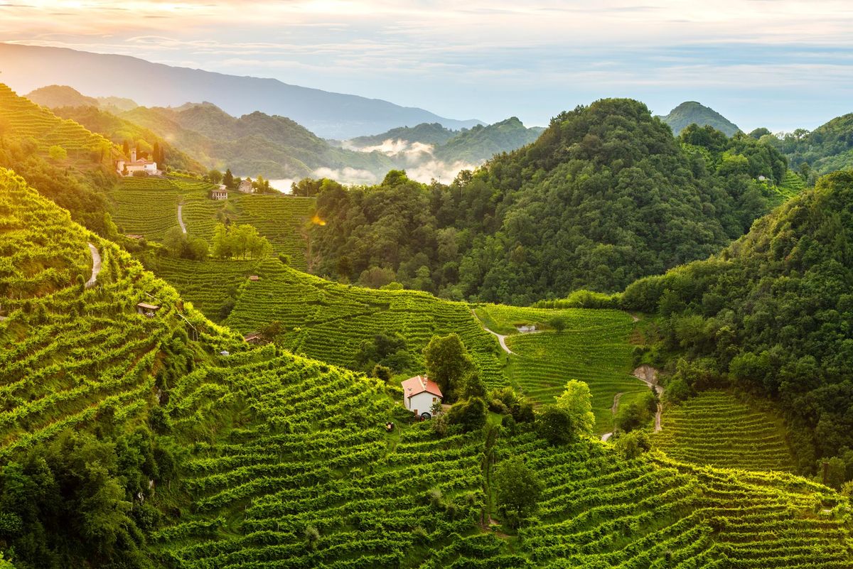 Heroic viticulture in the hills of Conegliano and Valdobbiadene