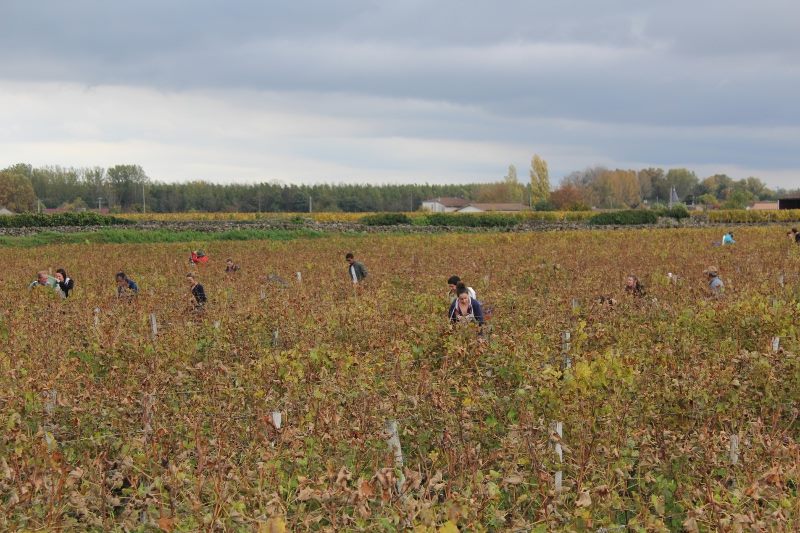 Interview: Aline Baly of Chateau Coutet on the 2015 harvest in Barsac and Sauternes