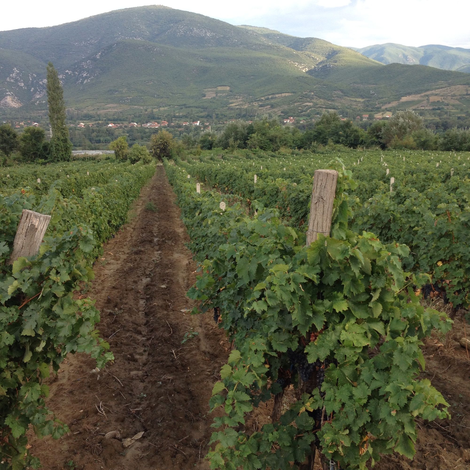 2014: A tough vintage in Macedonia