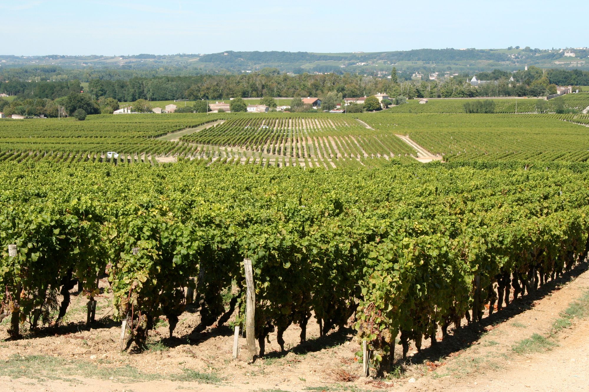 Appellation Guide: Sauternes AOC (Bordeaux, France)