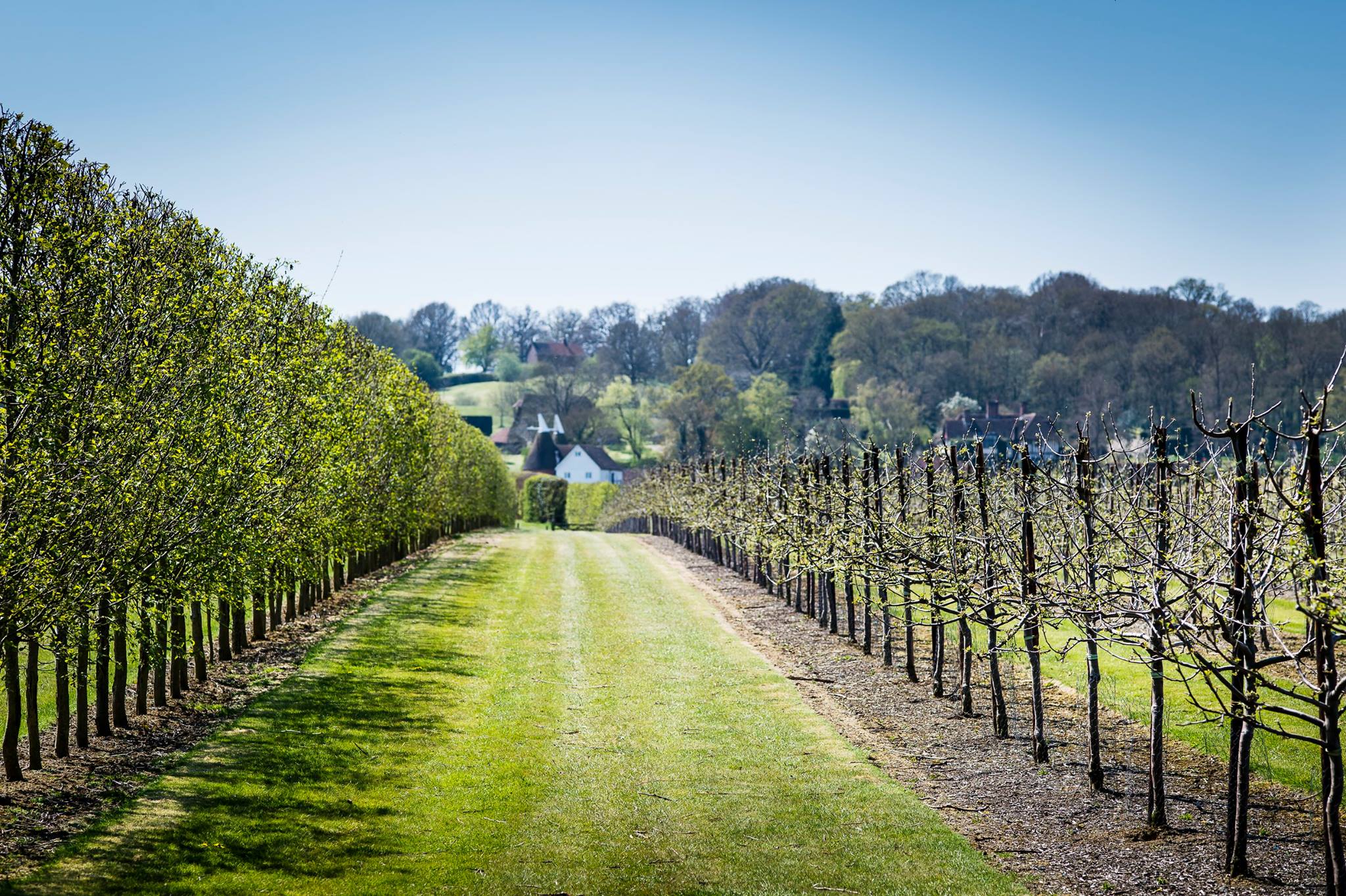 Buying Guide: English Sparkling Wine