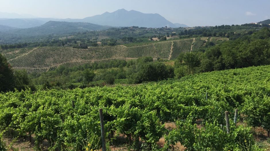 Producer Guide: Azienda Agricola Sertura (Campania, Italy)
