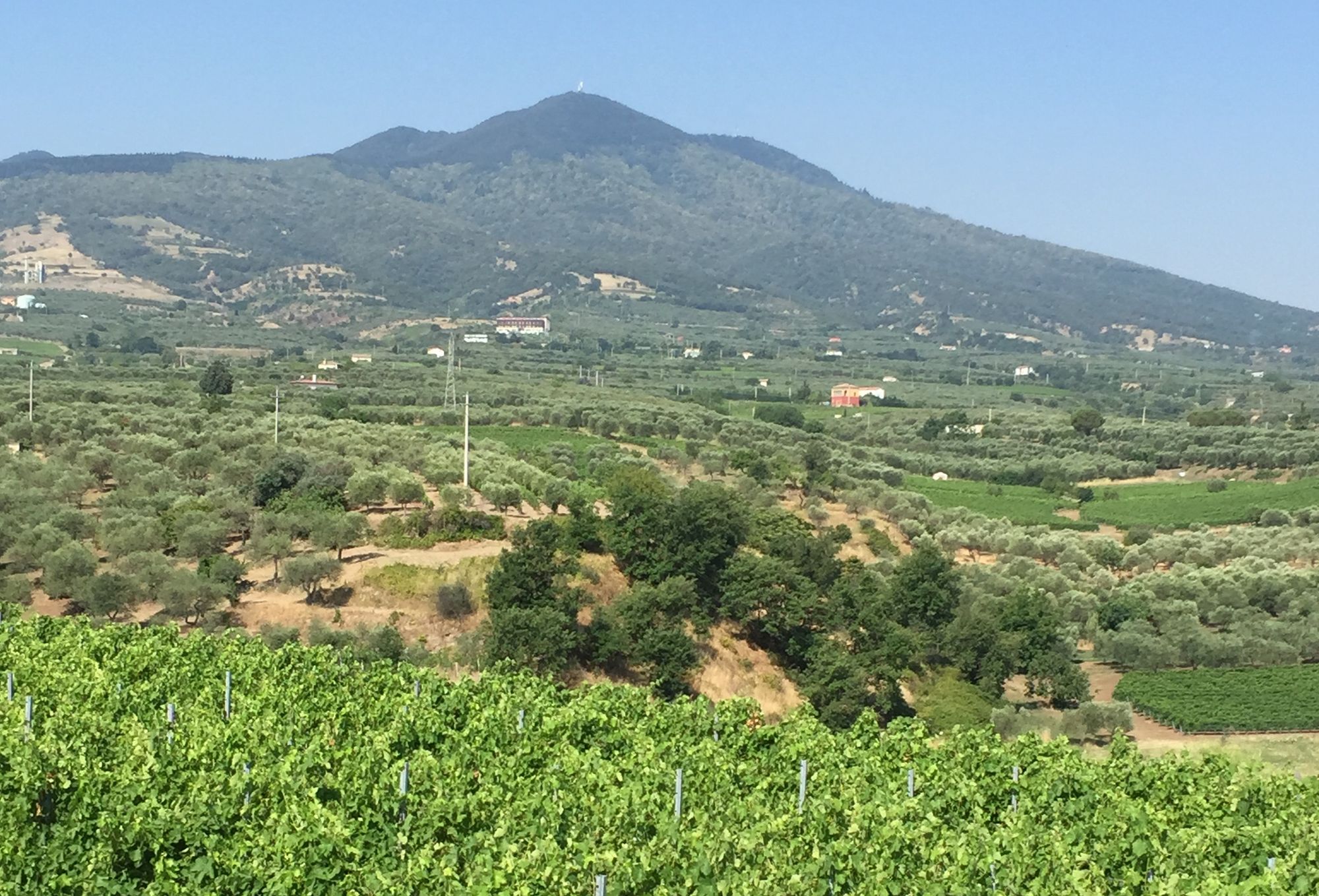 Buying Guide: 10 of the best Aglianico del Vulture DOC
