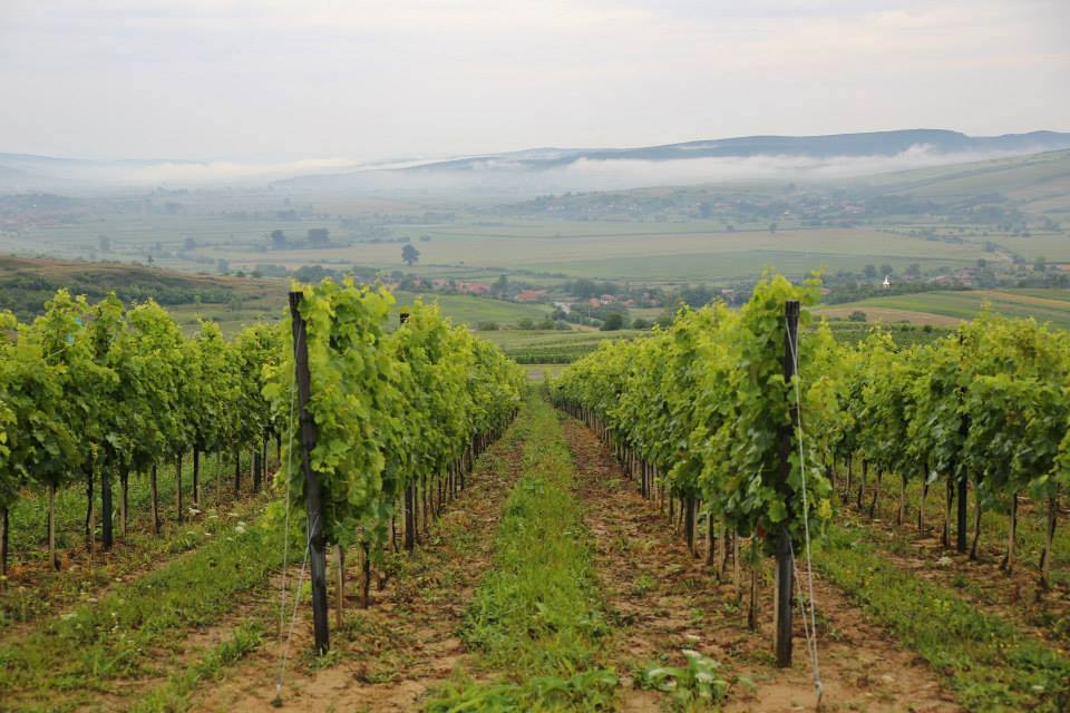 Appellation Guide: Târnave DOC (Transylvania, Romania)