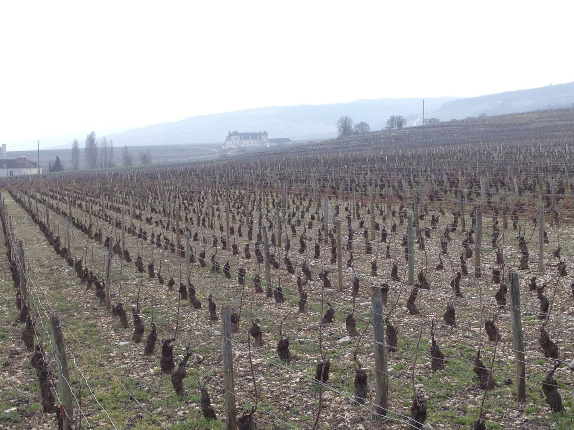 Burgundy 2015: A magnificent vintage