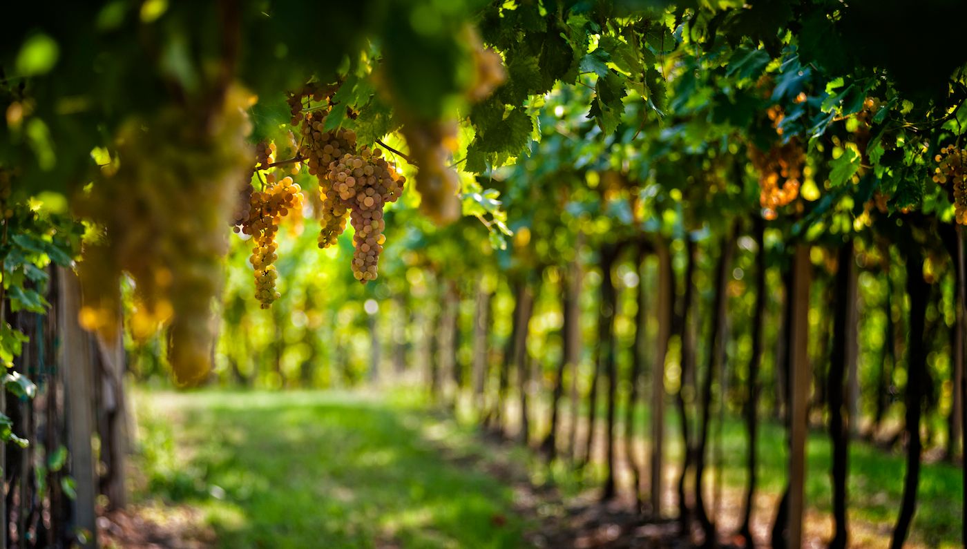 Video - Discussing the Cru wines of Soave (part one)