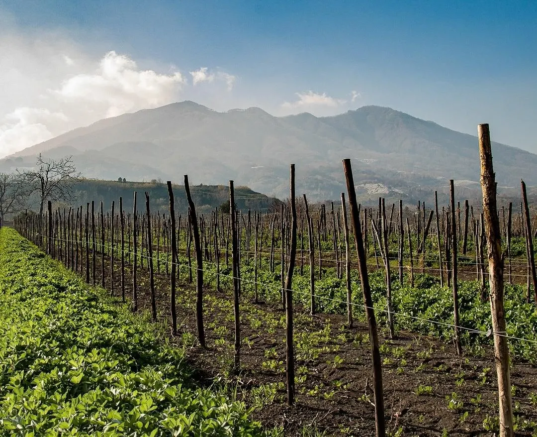 Campania Now Confidently At The Heart Of Italy’s Viticultural Excitement