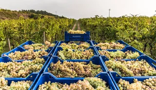 💯🌋 Tasting: Etna Bianco