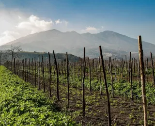 Campania Now Confidently At The Heart Of Italy’s Viticultural Excitement