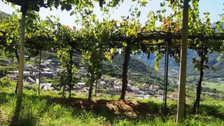 💯🎖️ Small but mighty: your key references for Erbaluce di Caluso