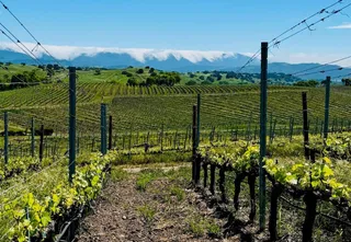 Outstanding Wines from the Santa Ynez and Santa Maria Valleys