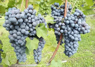 🍇 Wine grapes of Piedmont