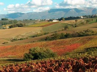 🍷 Sagrantino: Thoughts and reflections on Montefalco’s flagship red wine