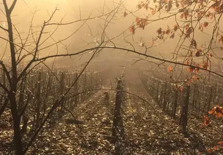 💯 New scores and tasting notes for Nizza DOCG