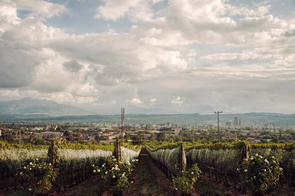 Wine notes from Macedonia
