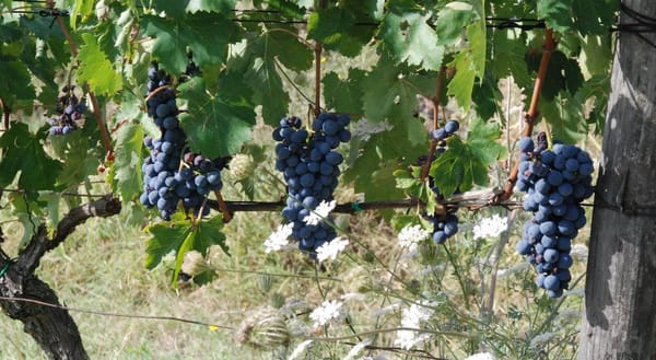 🍇 Grape guide: Ciliegiolo