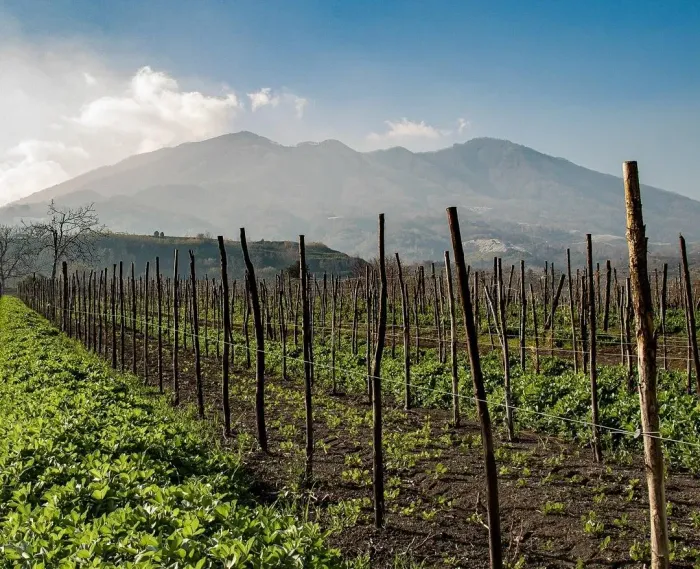 Campania Now Confidently At The Heart Of Italy’s Viticultural Excitement
